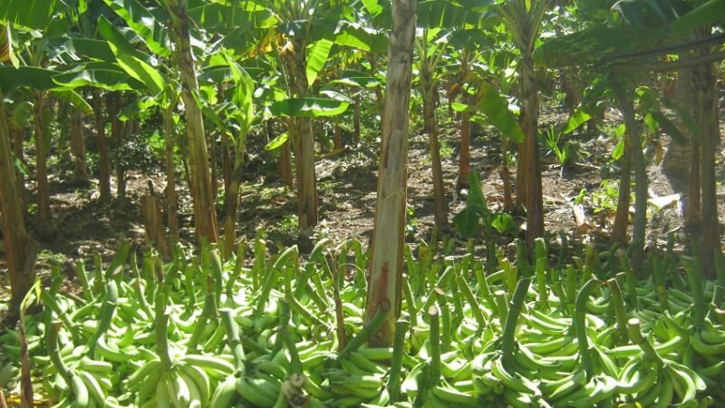 Plátano-matayfruta (2)