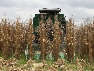 Recoleccióndemaíz 051