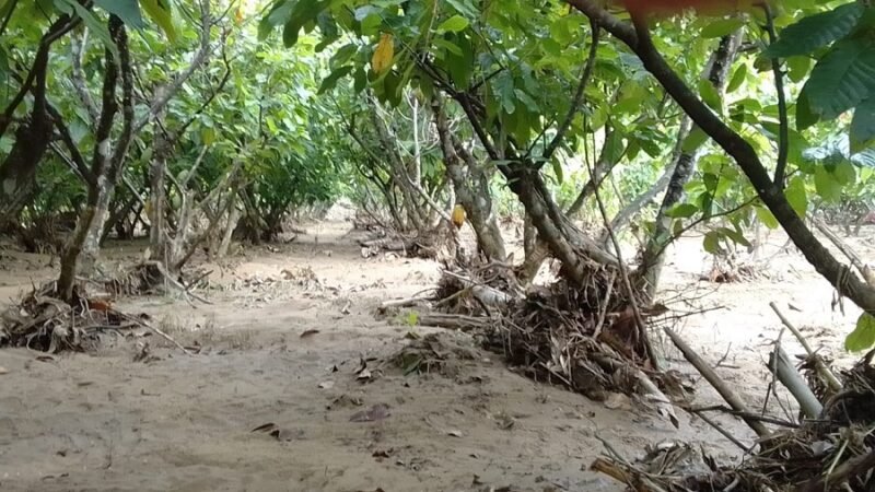 Tierralta-Cacao-conbasurasdespuésdecreciente