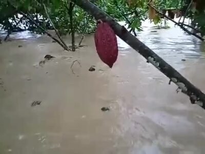 Tierralta-Cacaoinundado