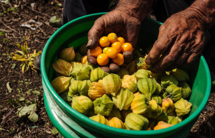 Uchuva-manostrabajadoras