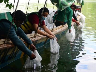 Urrá-repoblamientopeces1