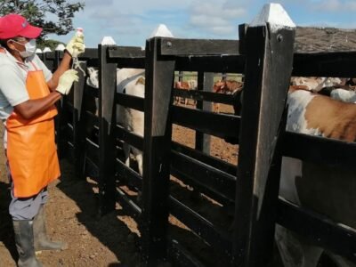 Vacunación-PrimerCiclocontra aftosa2022-1 (2)
