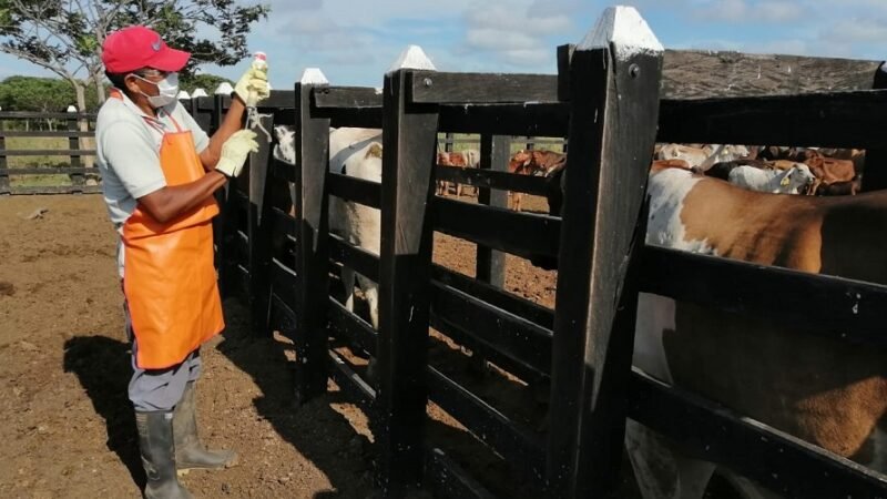 Vacunación-PrimerCiclocontra aftosa2022-1 (2)
