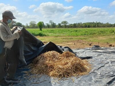 Agricultor-Cereté-ElVichal (2