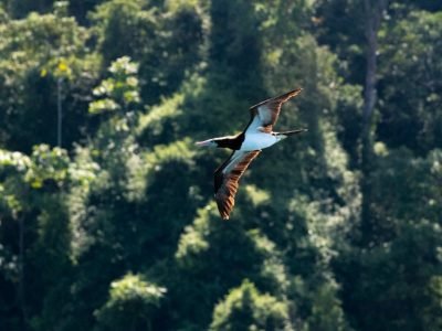 Áreaprotegida-Gorgona1