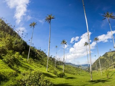 Café-ValleDelCocora_MD