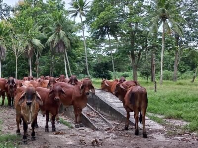 FeriaNacionaldelaGanadería-ganado (2)
