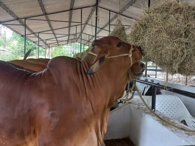 FeriadelaGanadería-Ganadocomiendo
