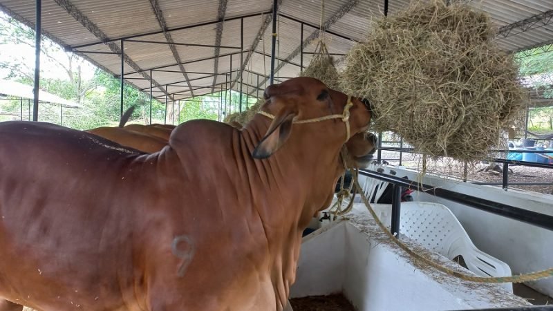 FeriadelaGanadería-Ganadocomiendo