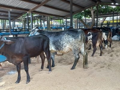 FeriadelaGanadería-Tequendama-animales