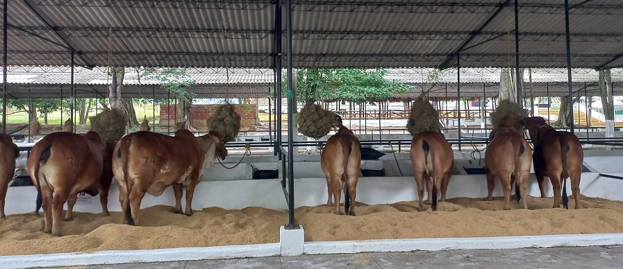 FeriadelaGanadería-animalesenpabellones