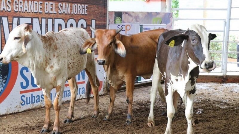 Gobernación-novillasqueseentregaronaproductores
