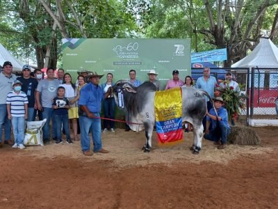 GranCampeónBrahman