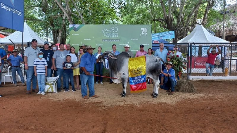 GranCampeónBrahman