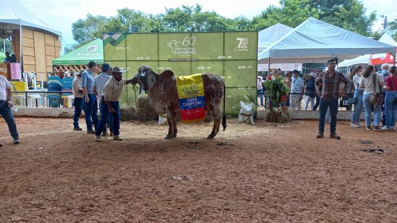 GranCampeona-Gyr
