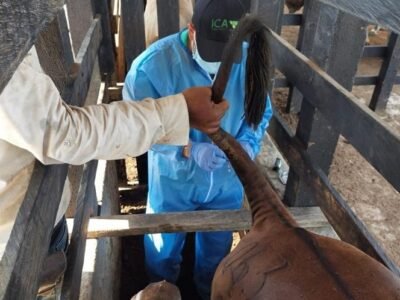 ICA-revisaganadodeexportación (2)