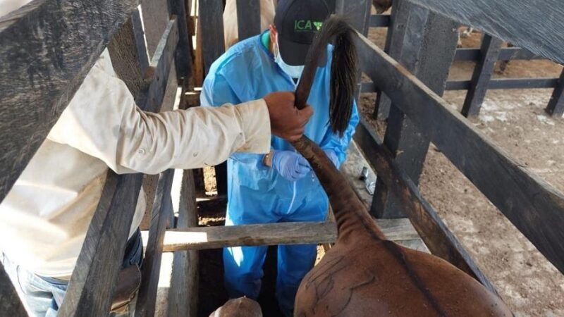 ICA-revisaganadodeexportación (2)