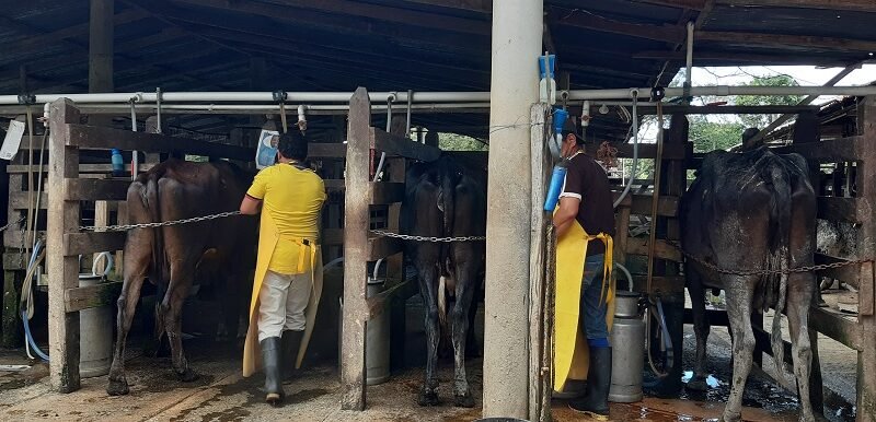 Leche-ordeñomecánico