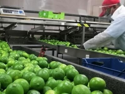 LimóndeColombia (3)