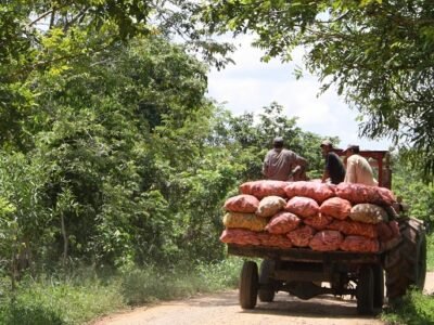 Maíztransportadoalaplantadesecamiento (2)