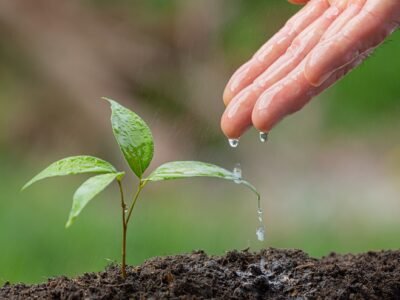 close up picture of hand watering the sapling of the plant