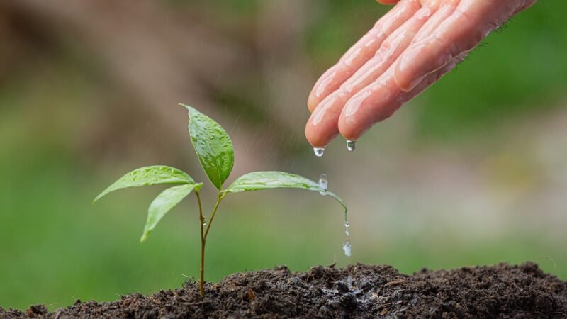 close up picture of hand watering the sapling of the plant