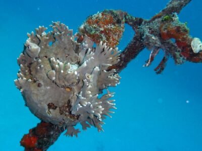 Minambiente-corales1