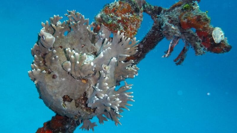 Minambiente-corales1