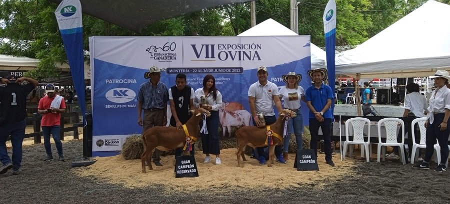 Ovino-GranCampeón-Pelibuey