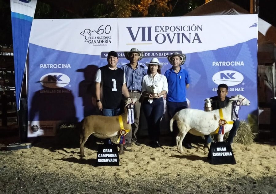 Ovino-GranCampeona-Katahdin