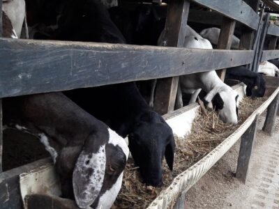 Ovinos-SantaInés (2)