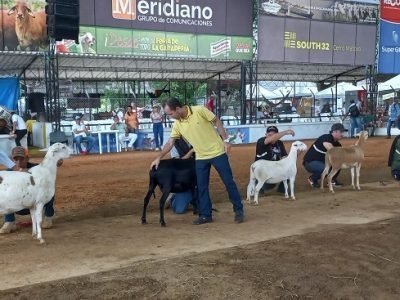 Ovinos-distintasrazas-1