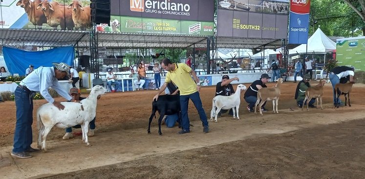 Ovinos-distintasrazas-1