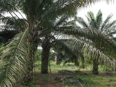 Palma-LaDoctrina (2)