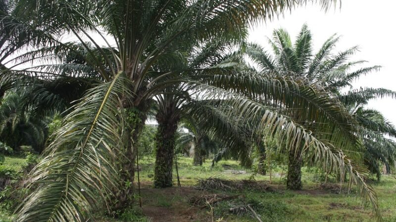 Palma-LaDoctrina (2)