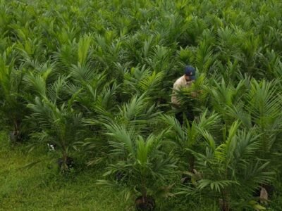 Palmicultor-MariaLa Baja 4 (2)