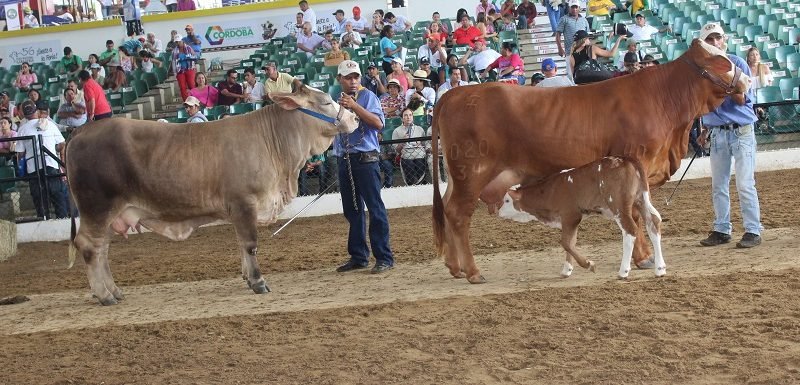 Simmental-Simbrah