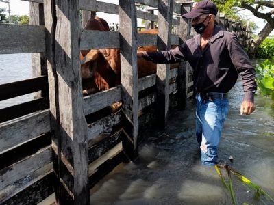 Vacunaciónantiaftosa-primerciclo2022-5tasemana (2)