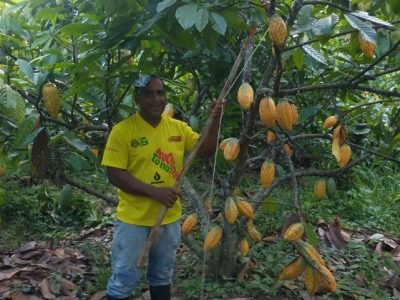 Cacao-AlexAyala-producción