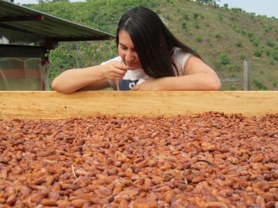 Cacaos finos y de aroma
