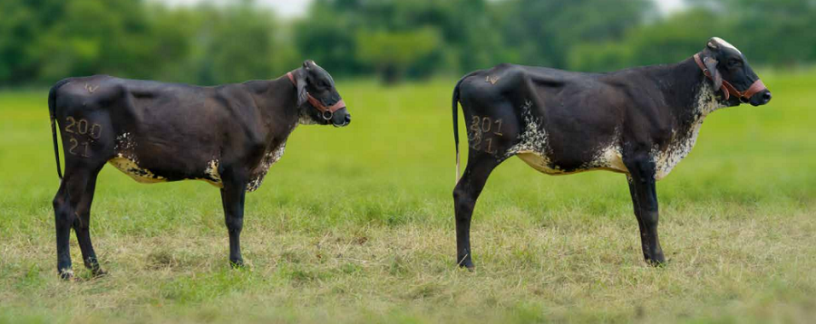 Diamantesdelaleche-HaciendaOmega-1