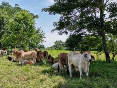 GanaderíaSostenible-ganadoconárboles