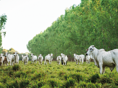 Minerva Foods Ganado (2)