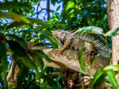 Montería-iguanaenlaRonda