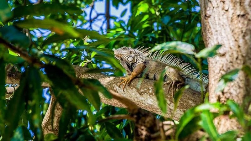 Montería-iguanaenlaRonda