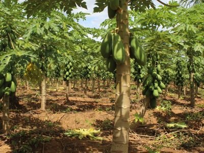 PapayadeValencia-julio (2)