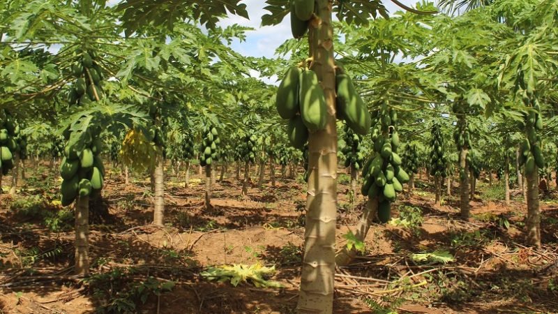 PapayadeValencia-julio (2)