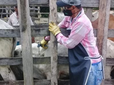 Vacunaciónantiaftosa-FOTO 1 - Sexta semana (2)