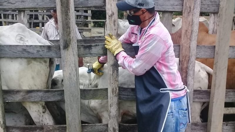 Vacunaciónantiaftosa-FOTO 1 - Sexta semana (2)